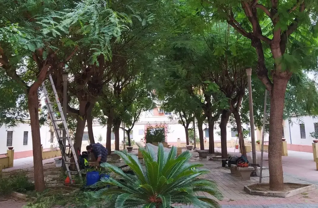 Antes poda árboles
